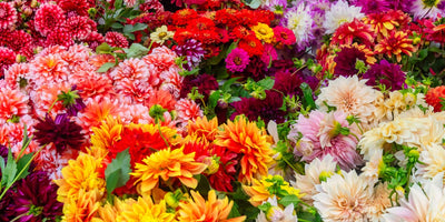 Your Guide To Floral Coolers