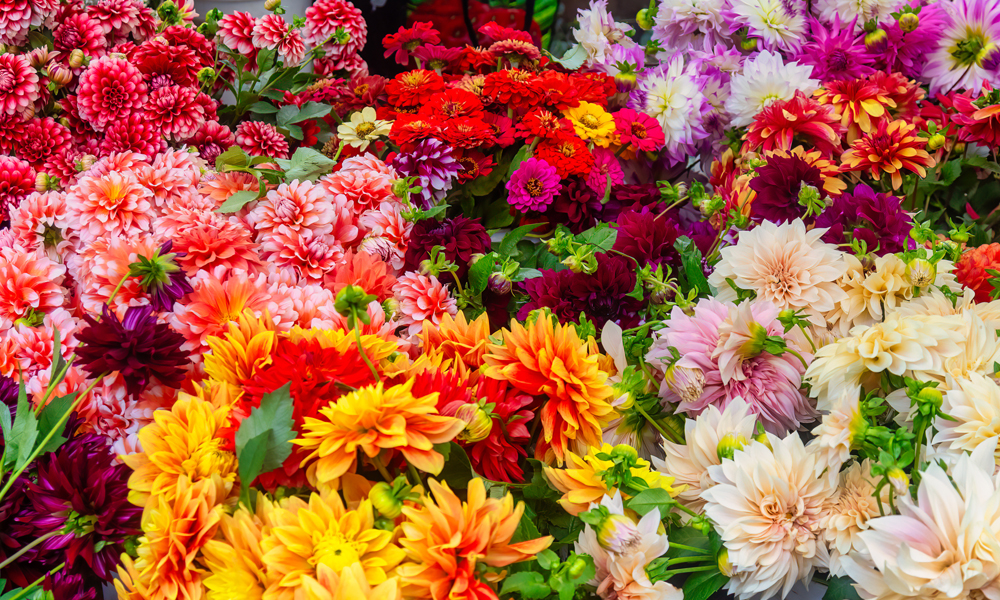 floral coolers - display of various blooms