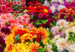 floral coolers - display of various blooms